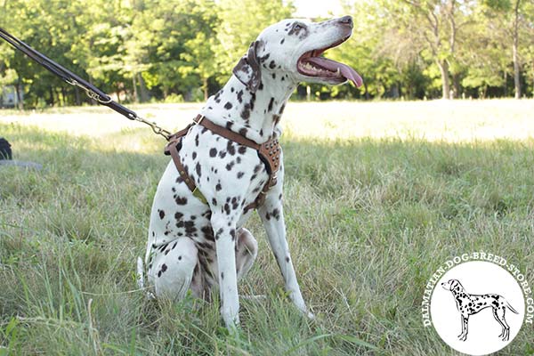 Dalmatian tan leather harness with duly riveted studs for daily walks