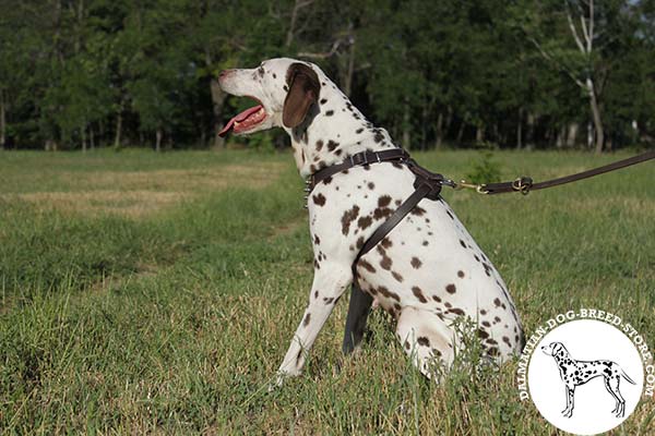 Dalmatian brown leather harness with durable fittings for daily walks