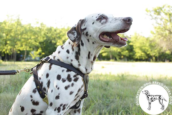 Dalmatian black leather harness with chest padding with brass plated hardware for walking in style