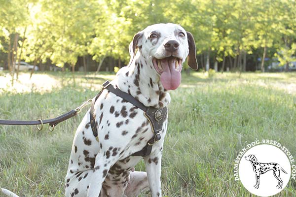 Dalmatian black leather harness of high quality with quick release buckle for perfect control