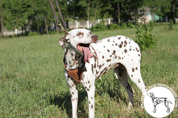 Dalmatian tan leather harness with corrosion resistant brass plated fittings for better comfort