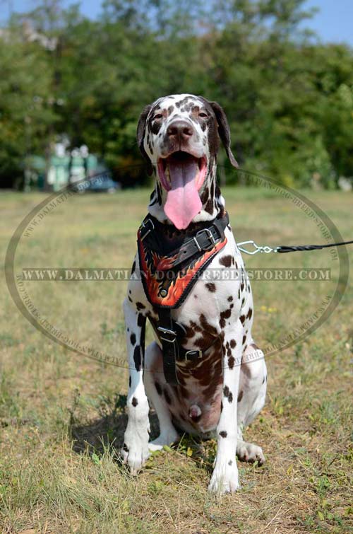 Dalmatian leather harness with flames painting