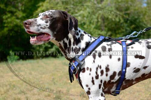 Everyday Dalmatian high-class leather harness