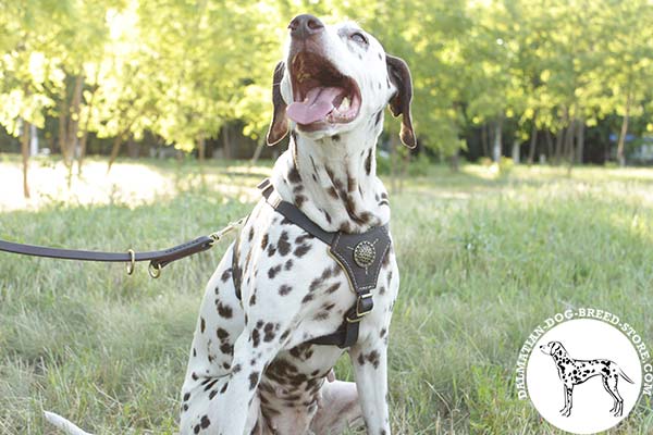 Dalmatian black leather harness of genuine materials with riveted hardware for any activity