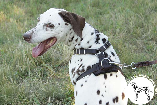Dalmatian brown leather harness with reliable hardware for improved control