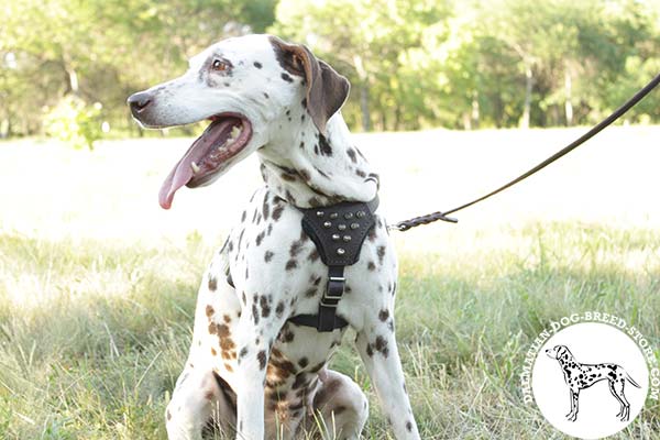 Dalmatian brown leather harness adjustable  with quick release buckle for quality control