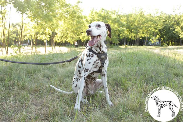 Dalmatian black leather harness of classic design with riveted fittings   for professional use