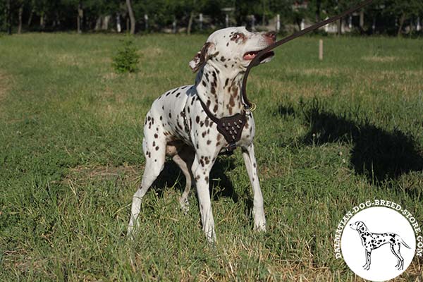 Dalmatian brown leather harness of genuine materials adorned with spikes for stylish walks