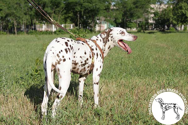 Dalmatian tan leather harness with rustless brass plated hardware for basic training