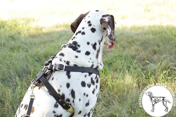 Dalmatian black leather harness of classy design with brass plated fittings for agitation training