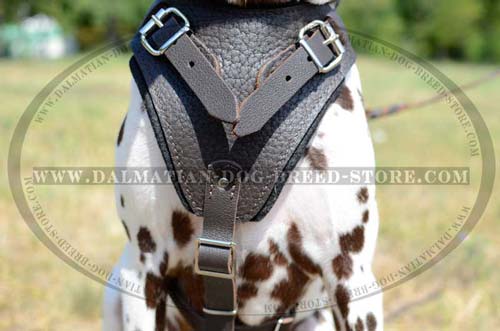 Brown Dalmatian leather harness with padded chest plate