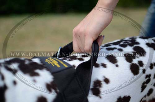 Dalmatian harness with handle