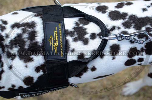 Strong nylon Dalmatian harness