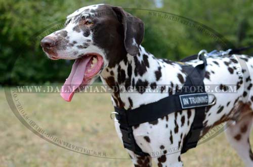 Easy in use nylon harness for Dalmatian