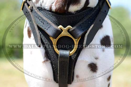 Dalmatian durable leather harness