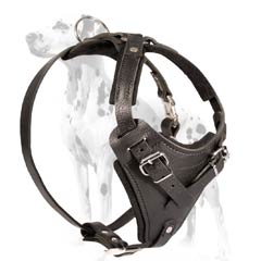 Genuine leather harness for Dalmatian