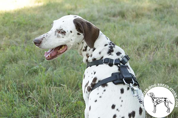 Handmade leather Dalmatian harness with D-ring for leash attachment