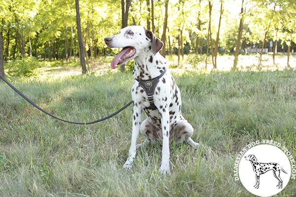 Royal leather Dalmatian harness with adorned chest plate