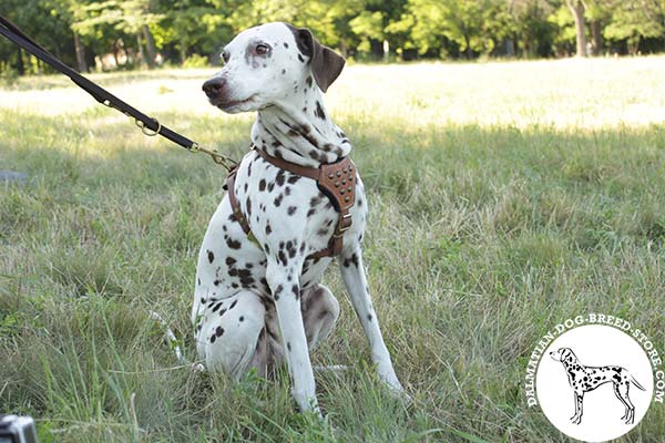 Leather Dalmatian harness with brass half-spheres