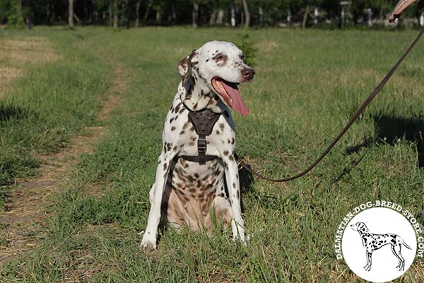 Thought-out leather Dalmatian harness with padded chest plate