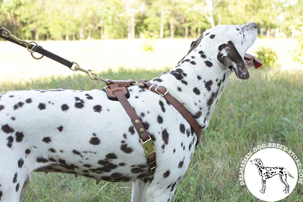 Easy-to-put-on leather Dalmatian harness with quick-release buckle