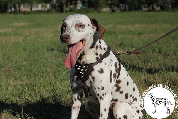 Comfy spiked leather Dalmatian harness