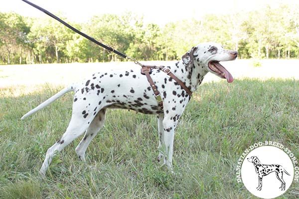 Non-rubbing leather canine harness for Dalmatian