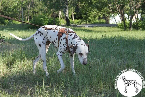 Stylish leather canine harness for Dalmatian daily walks