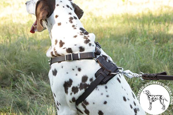 Adorned leather canine harness for Dalmatian with nickel plated hardware