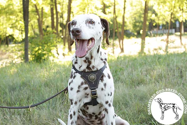 Nappa padded leather canine harness for Dalmatian daily walks