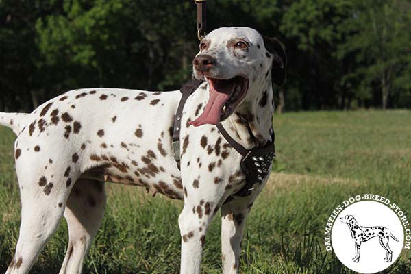 Awesome leather canine harness for Dalmatian walking
