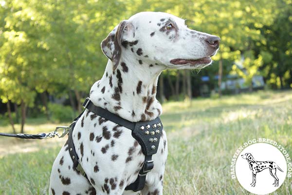 Embellished leather canine harness for Dalmatian with pyramids on chest