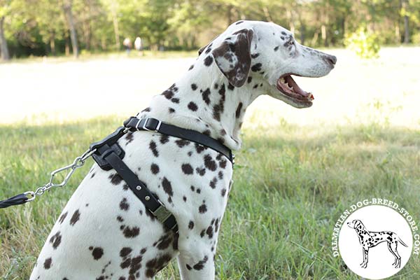 Easy-to-put-on leather canine harness for Dalmatian with quick release buckle