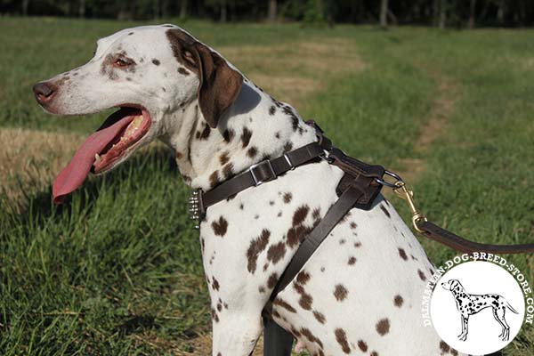 Comfortable leather dog harness for Dalmatian with easy-adjustable straps