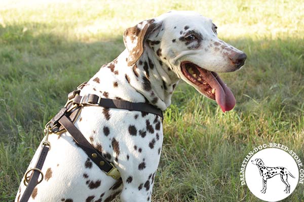 Leather dog harness for Dalmatian with strong quick-release buckle