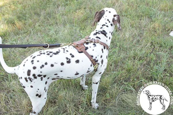 Comfy-to-use leather dog harness for Dalmatian with padded back plate