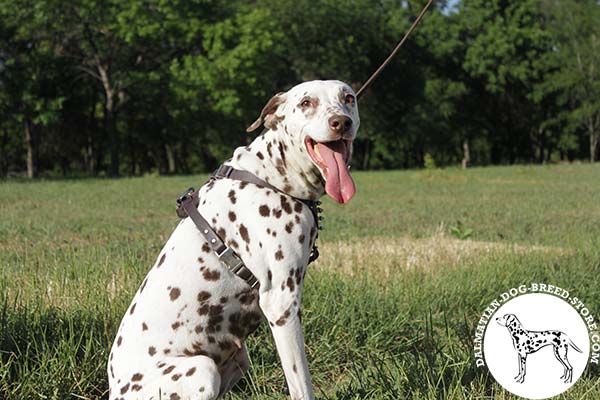 Stylish leather dog harness for Dalmatian with quick release buckle