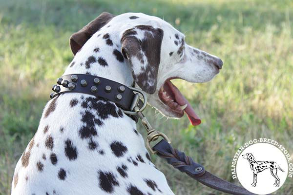 Dalmatian leather leash with reliable hardware for perfect control