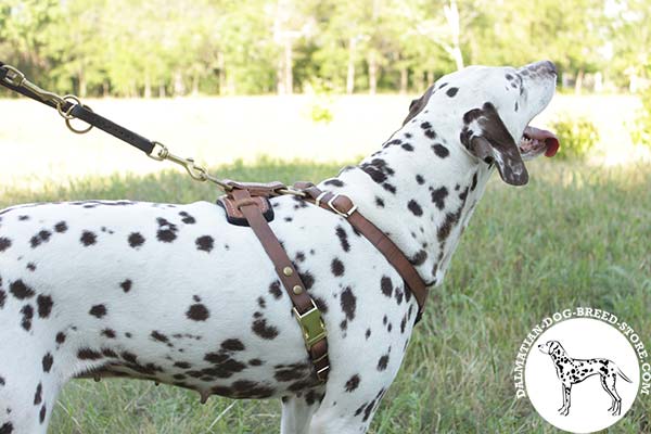 Dalmatian leather leash with rust-proof brass plated hardware for perfect control