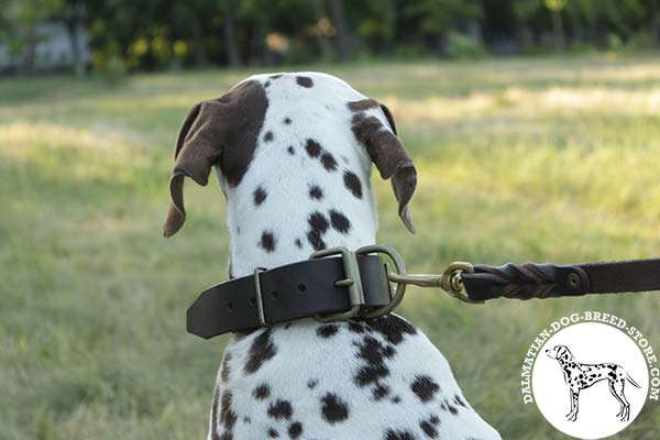 Dalmatian leather leash of braided design with brass plated hardware for walking