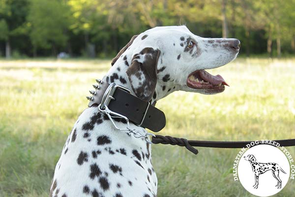 Dalmatian leather leash with strong nickel plated hardware for any activity