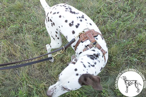 Dalmatian leather leash with rust-free hardware for any activity