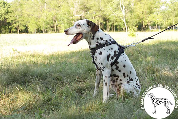 Dalmatian leather leash with rust-proof hardware for better comfort