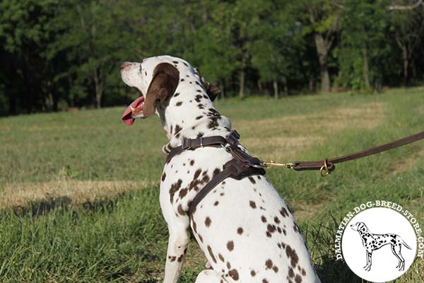 Dalmatian leather leash with corrosion resistant hardware for basic training