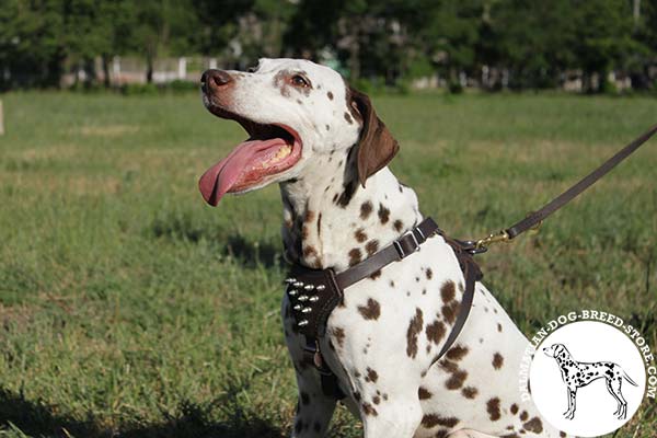 Dalmatian leather leash with rust-proof brass plated hardware for daily walks