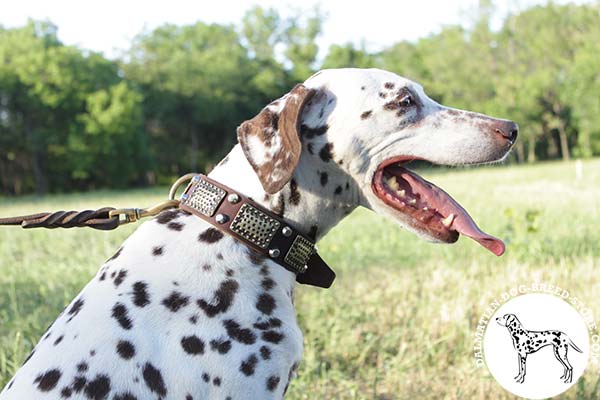 Dalmatian leather leash of classy design with handle for walking