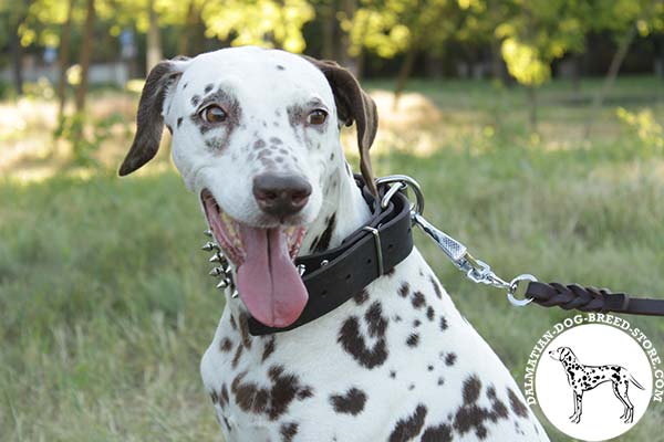 Dalmatian leather leash with braids with handle for daily walks