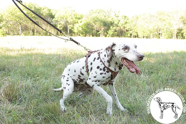 Dalmatian leather leash with rustless brass plated hardware for professional use