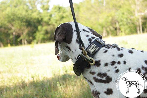 Dalmatian leather leash of classy design with riveted hardware for daily walks