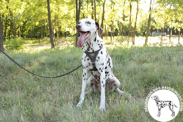 Dalmatian leather leash with rust-resistant hardware for better comfort